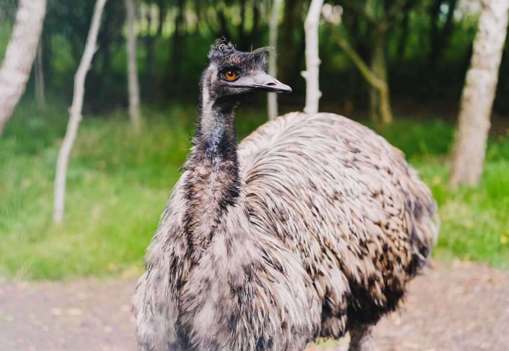 Imagen de un emú, gran ave no voladora originaria de Australia, erguido y orgulloso