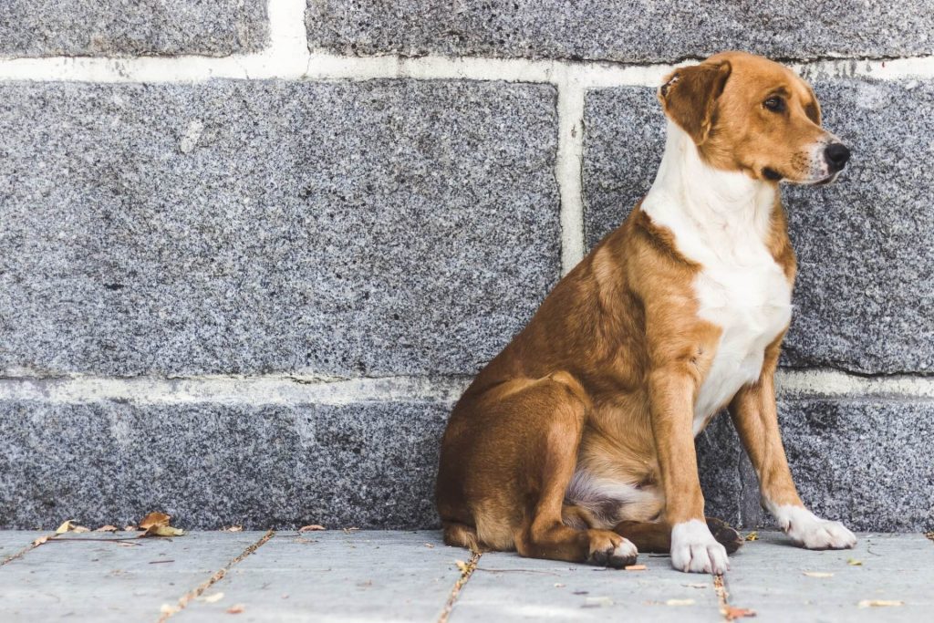 Imagen de un perro callejero, representando a un can abandonado o sin hogar